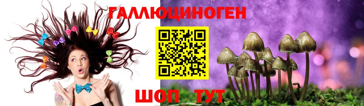 Псилоцибиновые грибы Psilocybine cubensis  Советская Гавань  Псилоцибиновые грибы Psilocybe 